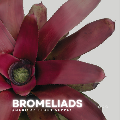 Bromeliad - Growing Instructions & Care
