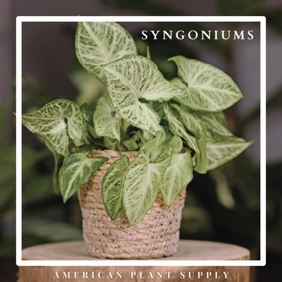 Syngonium - Growing Instruction & Care