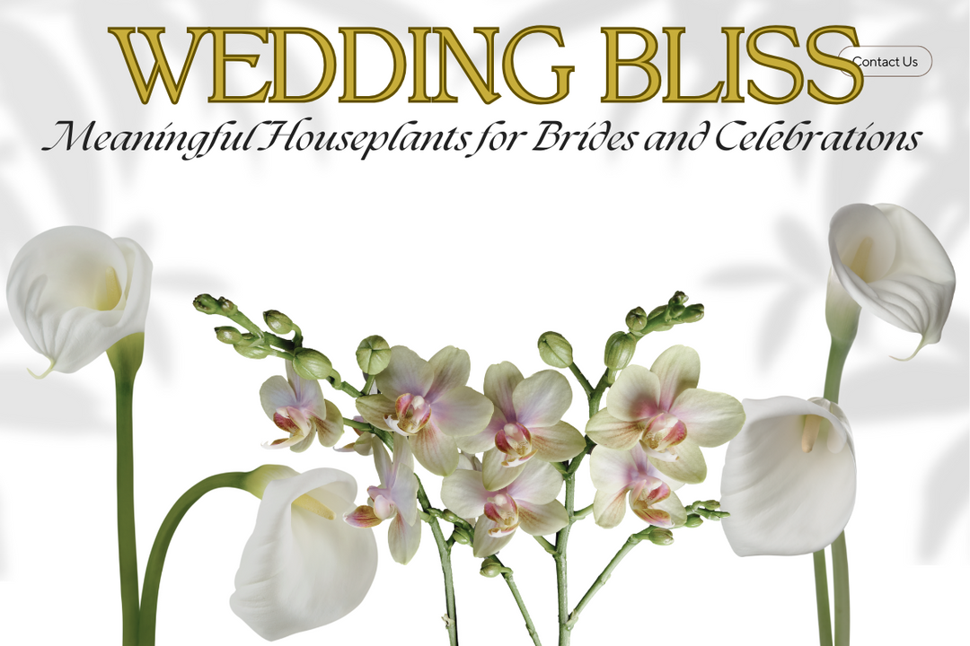 Wedding Bliss: Meaningful Houseplants for Brides and Celebrations