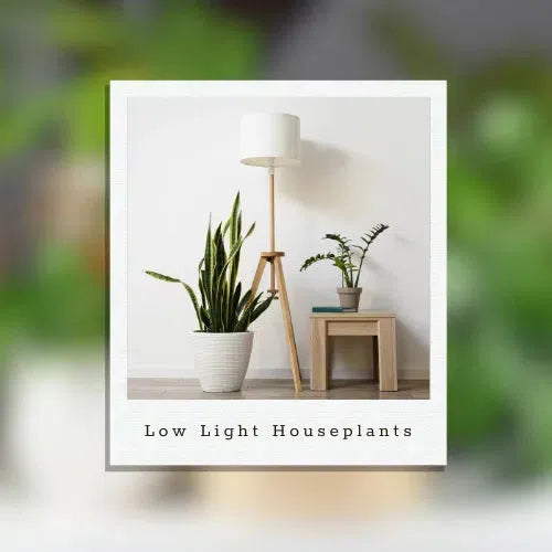 10 Gorgeous Houseplants That Flourish in Low Light