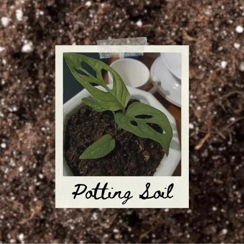 Potting Soil: The Foundation for Thriving Houseplants