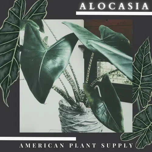 Alocasia: The Striking Elegance of Indoor Tropical Gardening