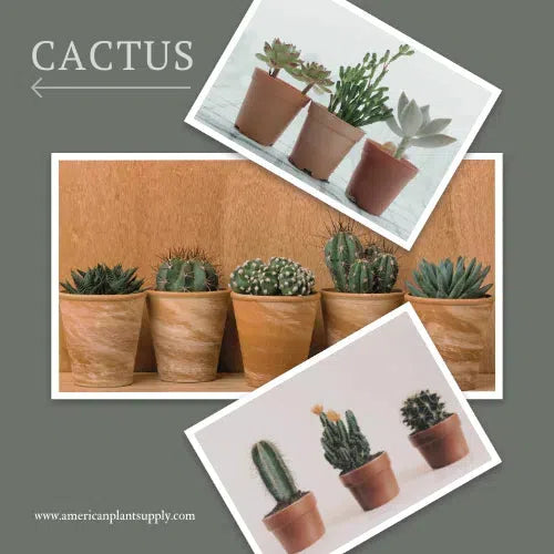 Cactus: The Resilient Desert Gem for Your Home