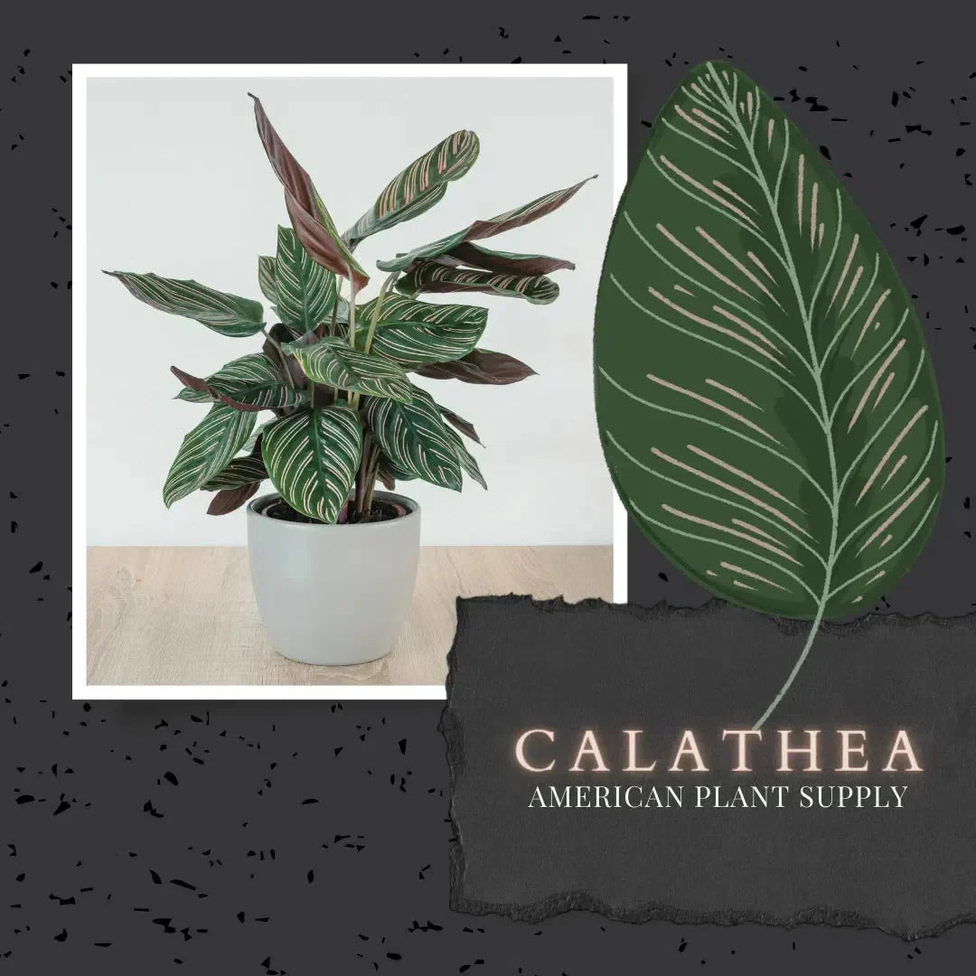 Calathea: The Showstopper of the Indoor Garden