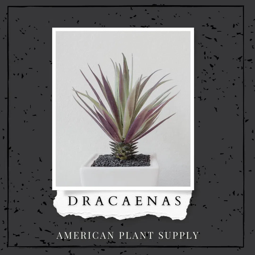 Dracaena - Growing Instruction & Care