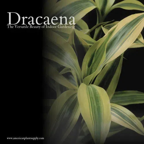 Dracaena: The Versatile Beauty of Indoor Gardening