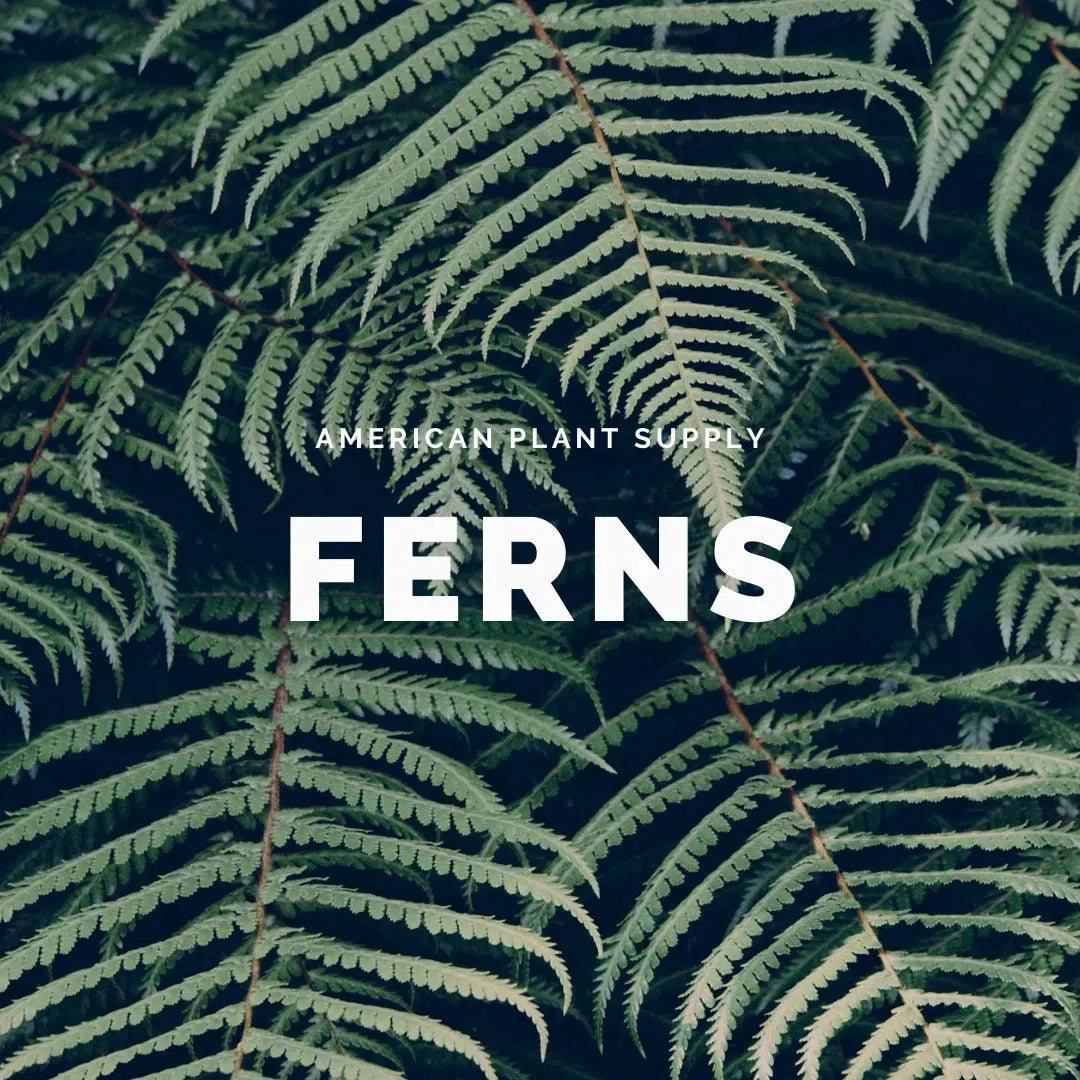 Ferns: The Lush Elegance of Indoor Gardening