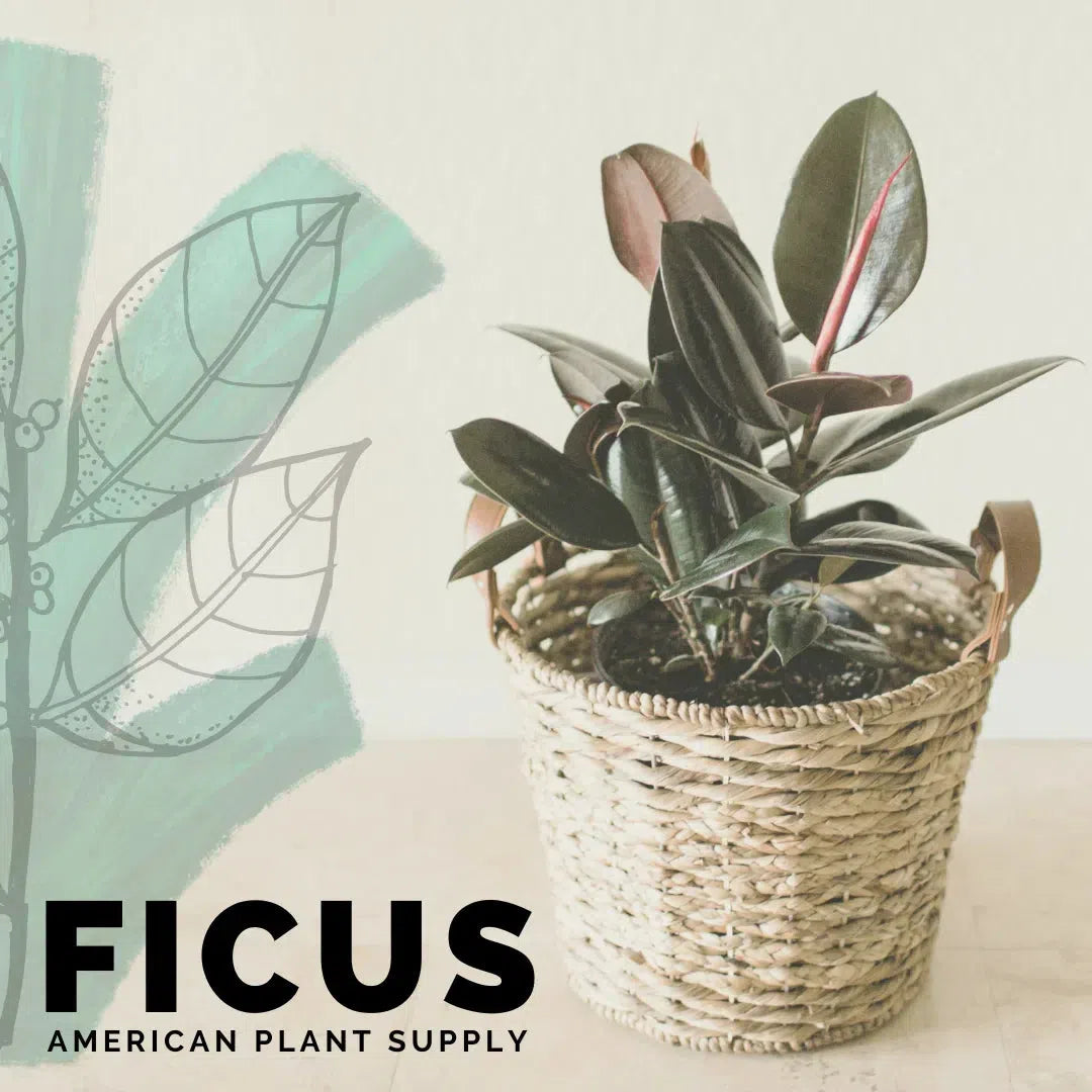 Ficus: The Timeless Treasures of Indoor Gardening