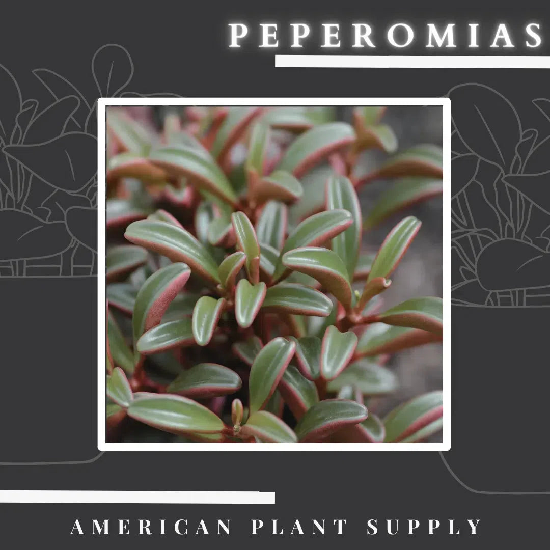 Peperomia: The Charming Houseplant for Every Indoor Garden