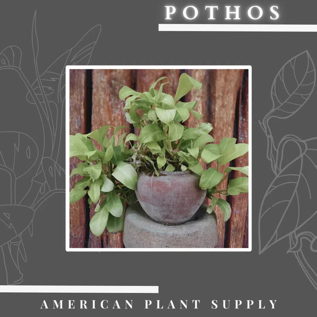 Pothos: The Versatile and Thriving Houseplant