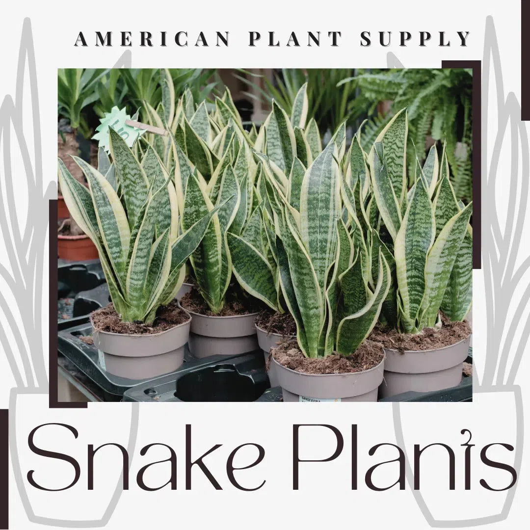 Snake Plant: The Resilient Jewel of Indoor Gardening