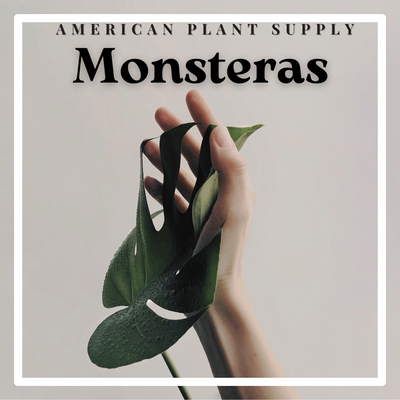 Monstera: The Tropical Showstopper for Your Indoor Garden