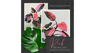 Philodendron: The Versatile Beauty of Indoor Greenery