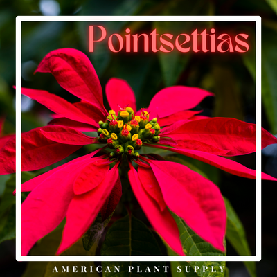 Poinsettia - Growing Instruction & Care
