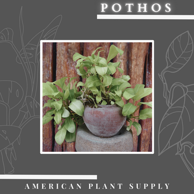 Pothos - Growing Instructions & Care