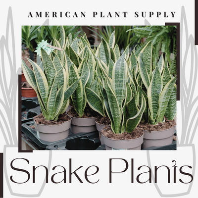 Snake Plant - Growing Instructions & Care