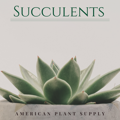 Succulent - Growing Instruction & Care