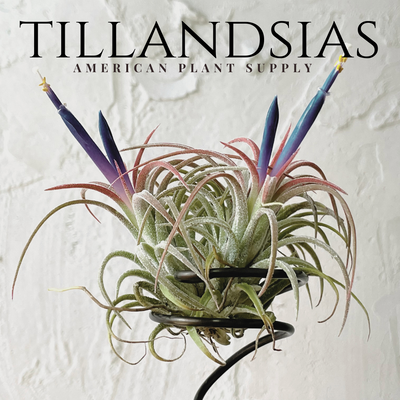 Tillandsia - Growing Instructions & Care