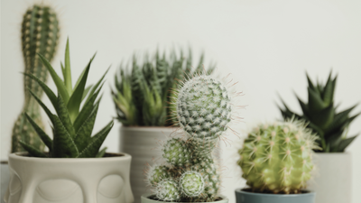 Succulents & Cactus-American Plant Supply