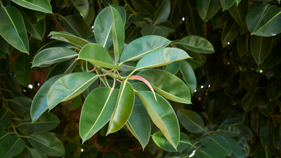 Ficus-American Plant Supply