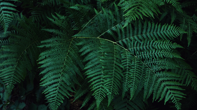 Ferns-American Plant Supply