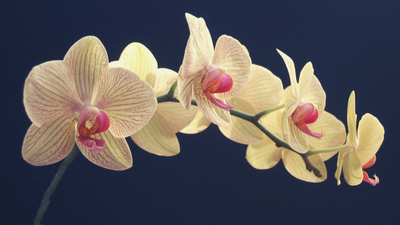 Orchids-American Plant Supply