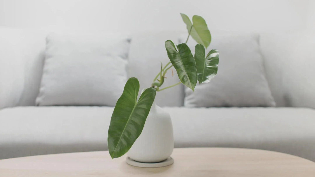 Air Cleansing Plants-American Plant Supply