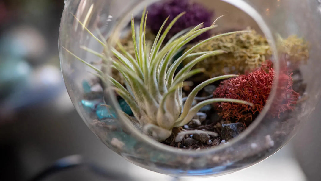 Air Plants-American Plant Supply