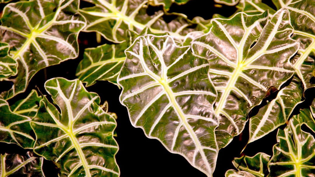 Alocasias-American Plant Supply