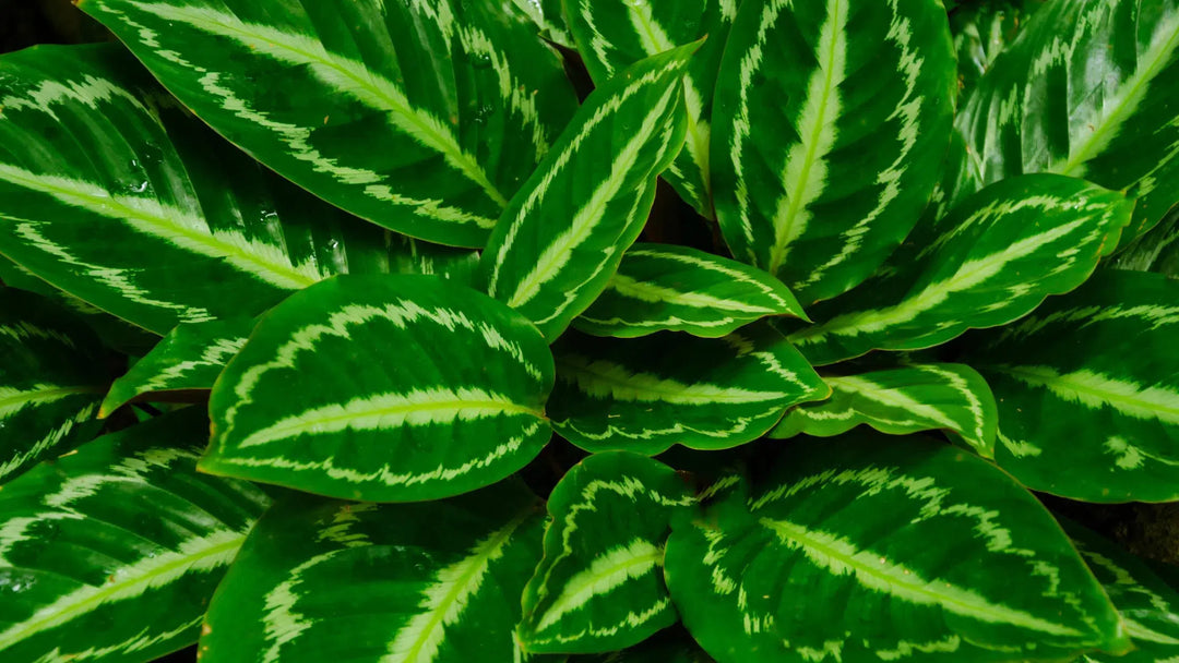 Bright Light-American Plant Supply