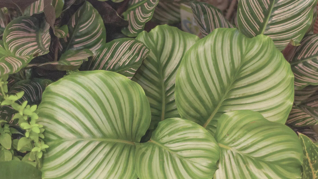 Calatheas-American Plant Supply