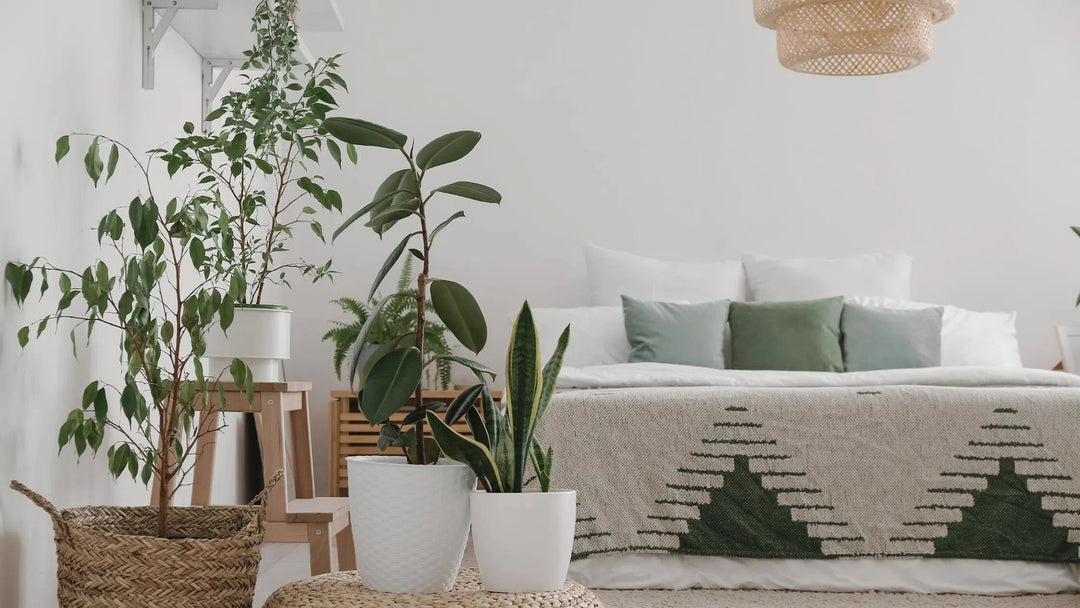 Easy Care Plants-American Plant Supply