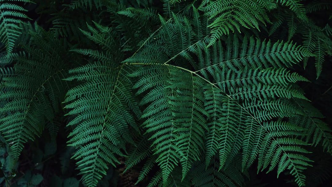 Ferns-American Plant Supply