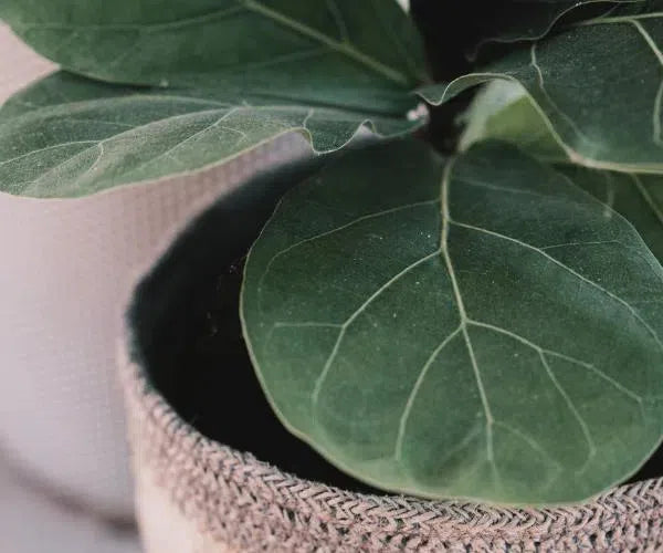 Ficus-American Plant Supply