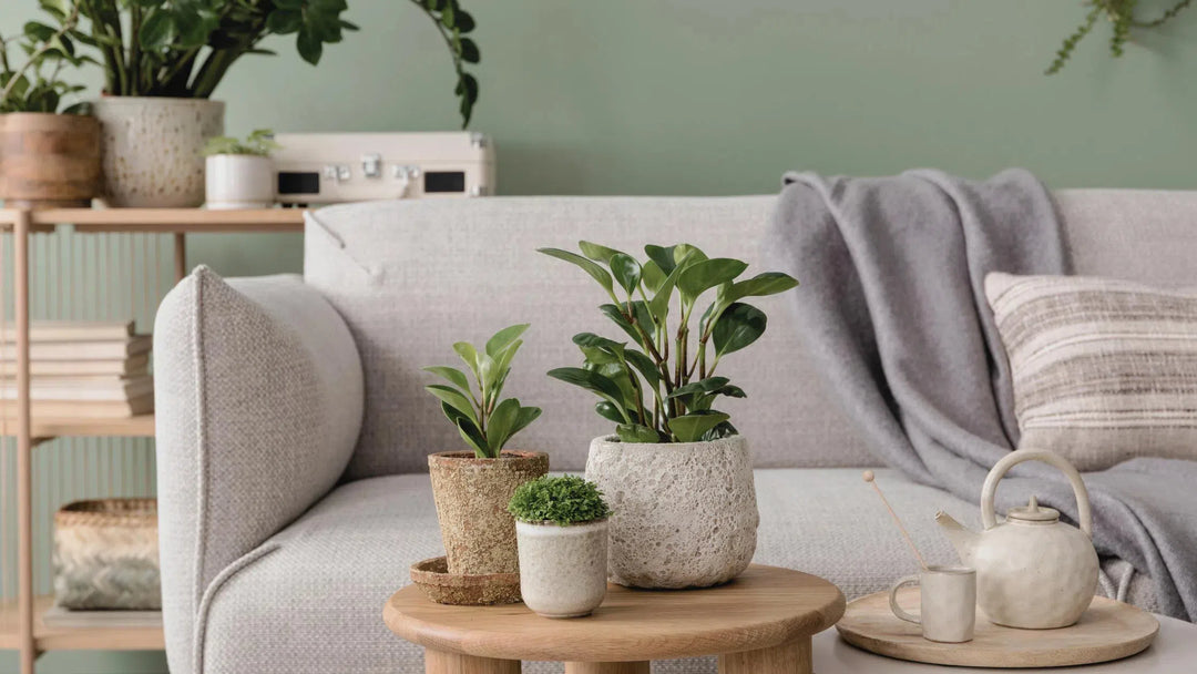 Indoor Plants-American Plant Supply