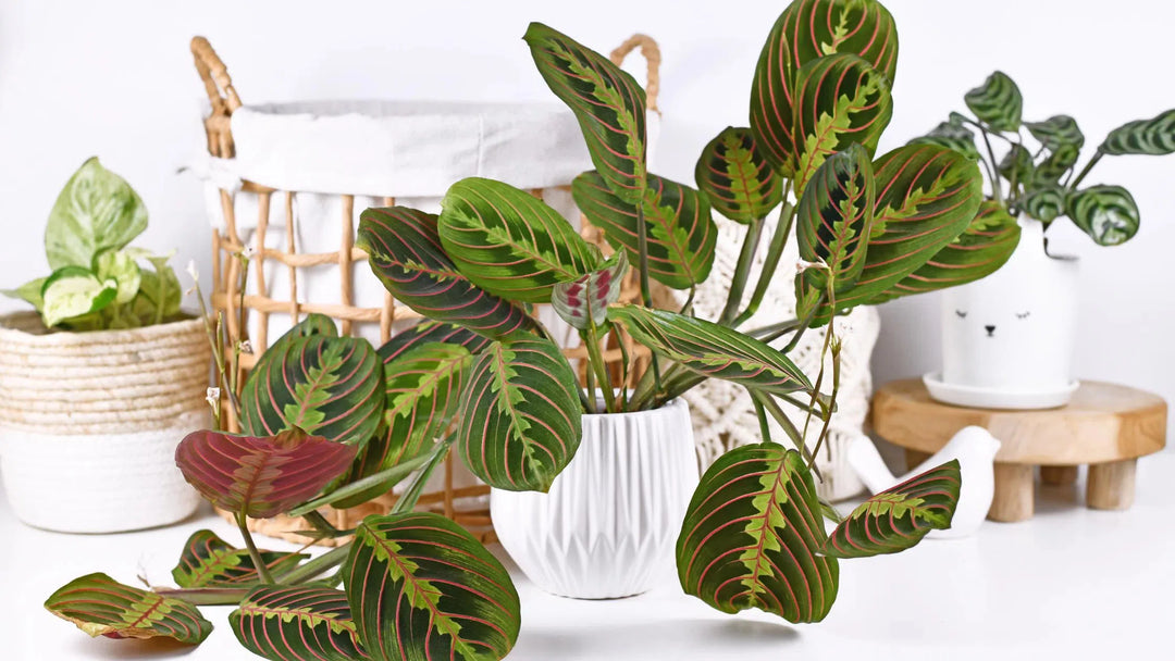 Low Light-American Plant Supply