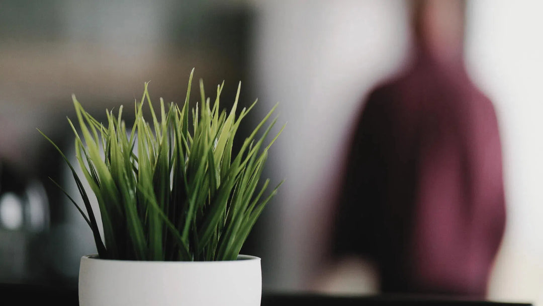 Office Plants-American Plant Supply