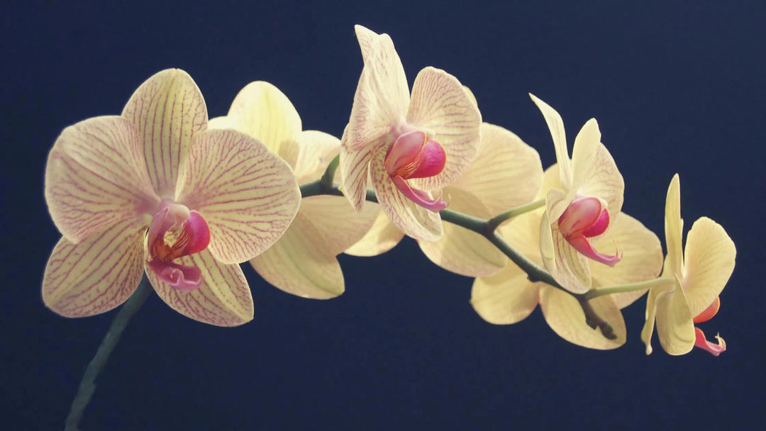 Orchids-American Plant Supply