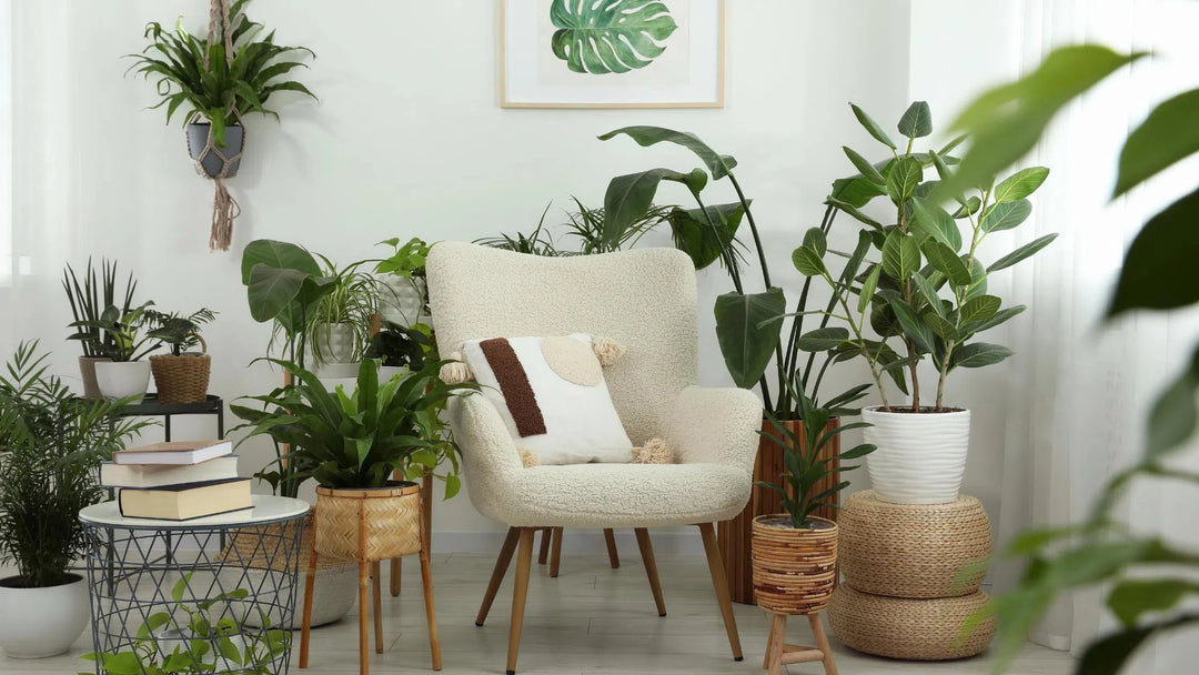 Plants for Holistic Health-American Plant Supply