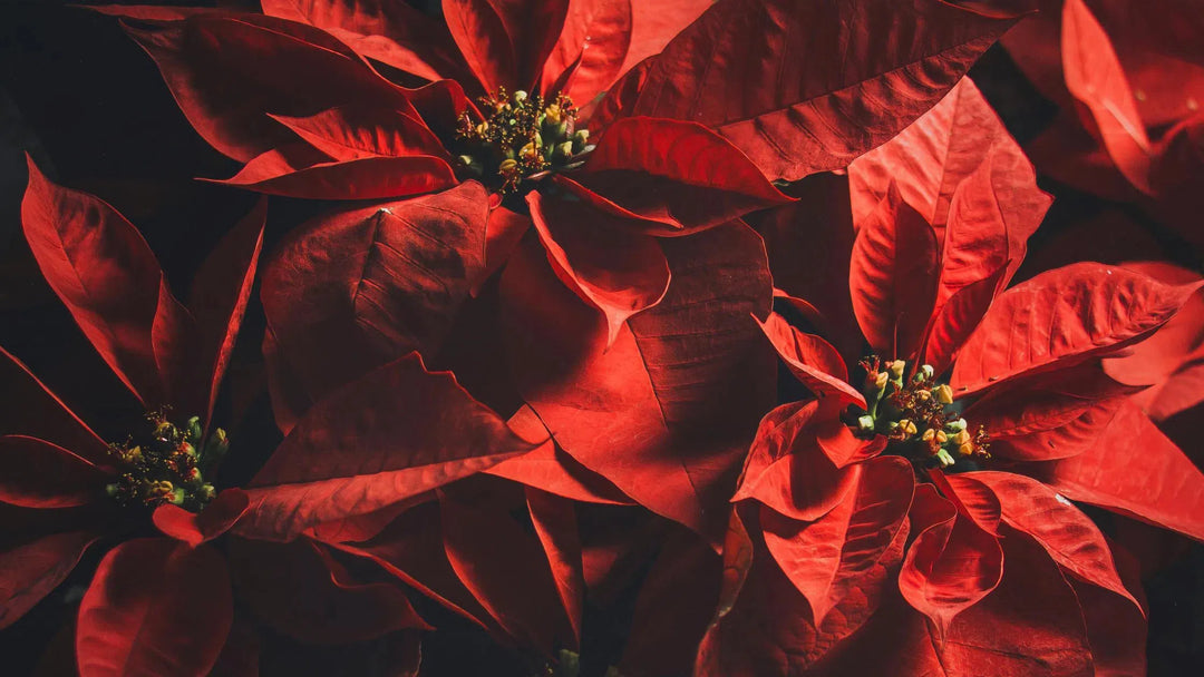 Poinsettias-American Plant Supply