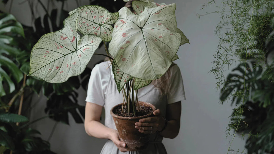 Rare and Unique Plants-American Plant Supply