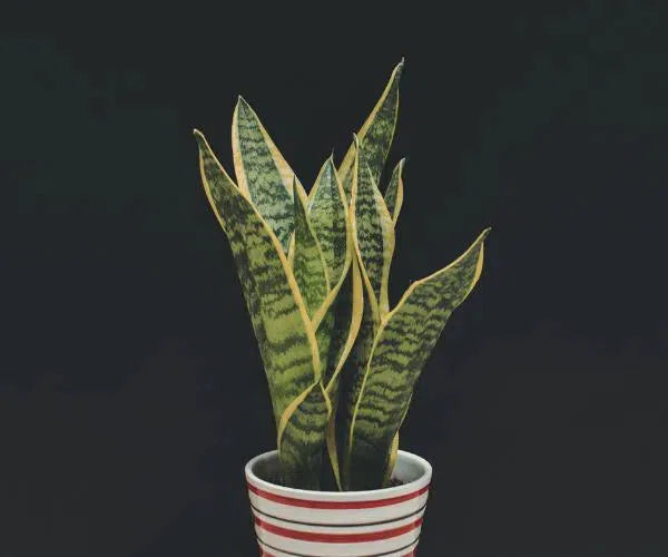 Snake Plants-American Plant Supply