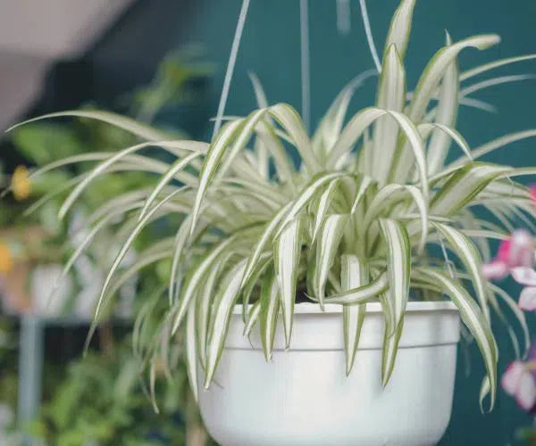 Spider Plants