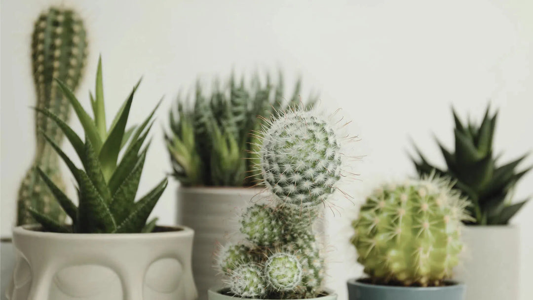 Succulents & Cactus-American Plant Supply