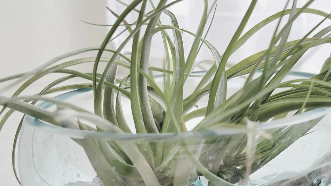 Tillandsias-American Plant Supply