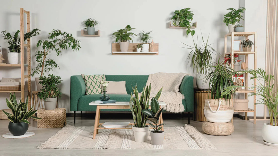 Top Selling House Plants-American Plant Supply