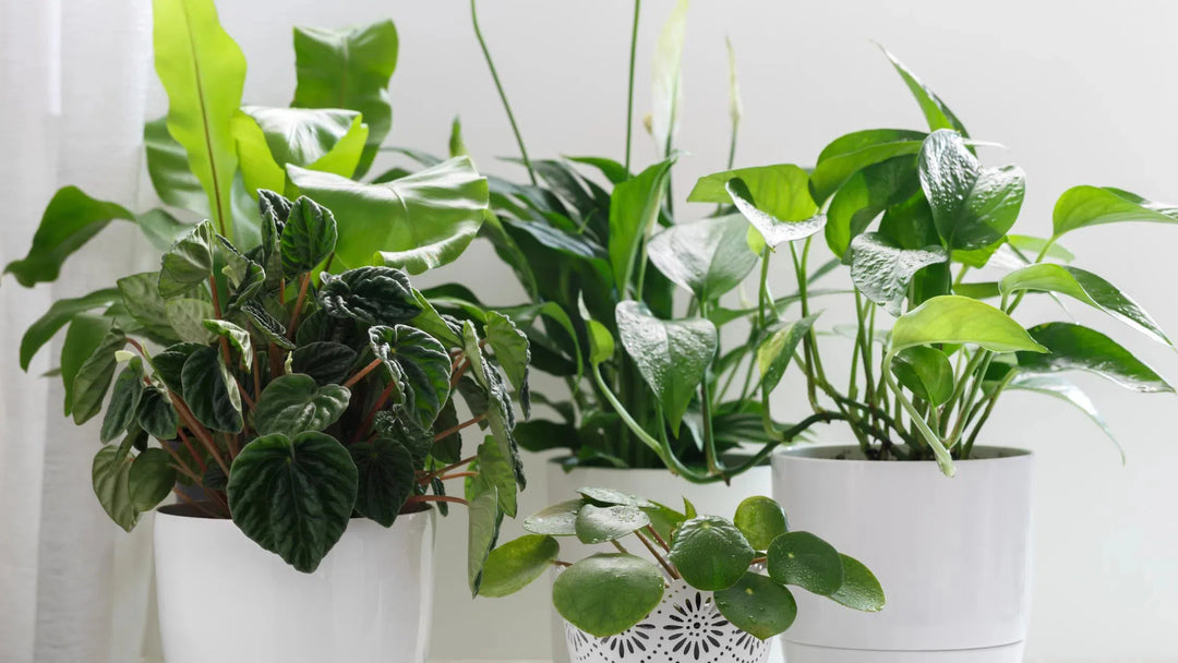Variety Packs & Bundles-American Plant Supply