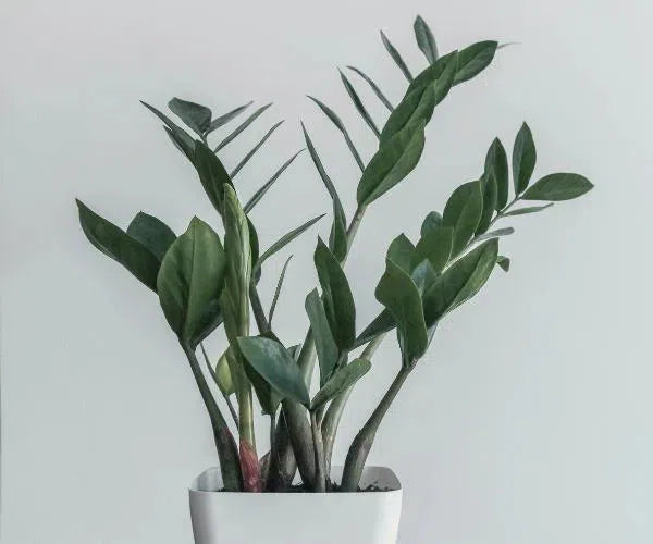 ZZ Plant (Zamioculcas zamiifolia)