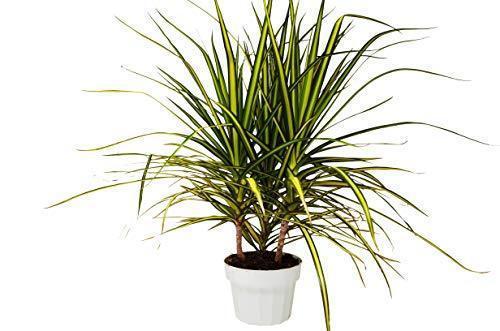 Dracaena Marginata &