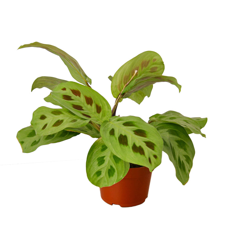 Maranta &